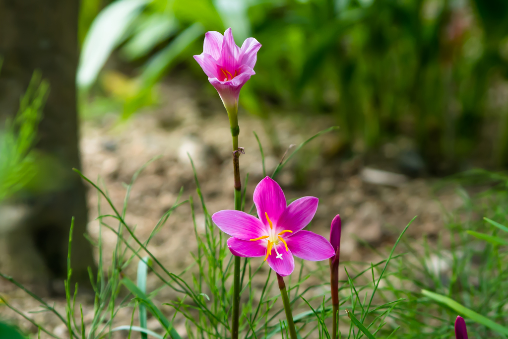 花：27