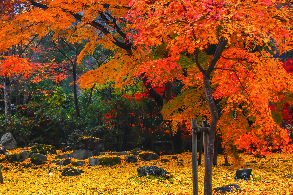 秋の色：2