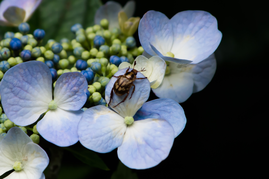昆虫と花：1