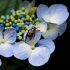 昆虫と花：1