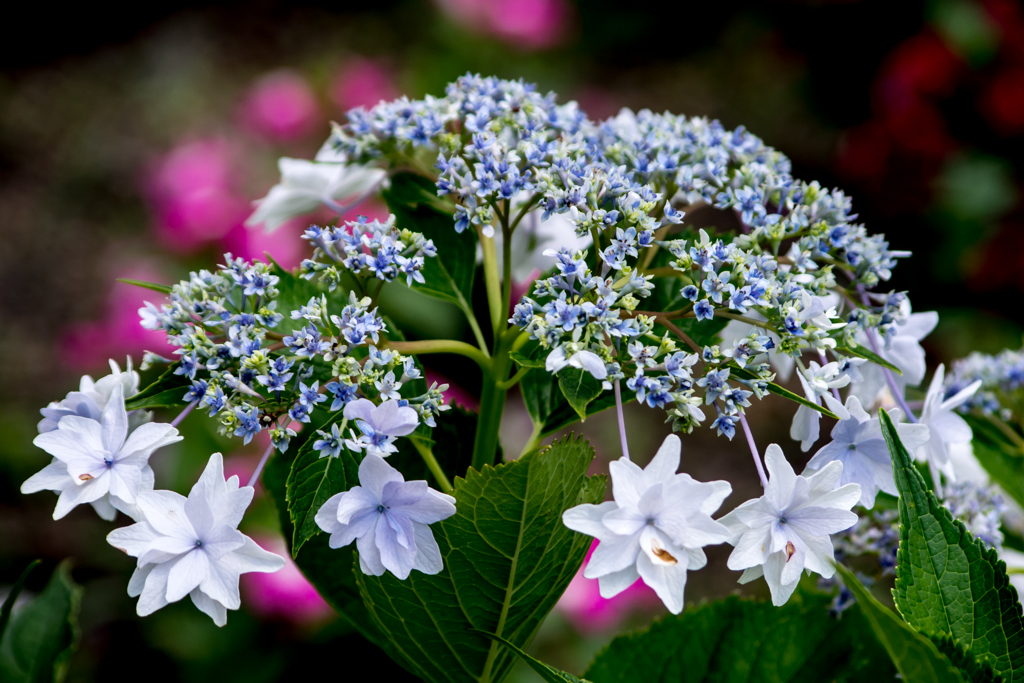 花：1