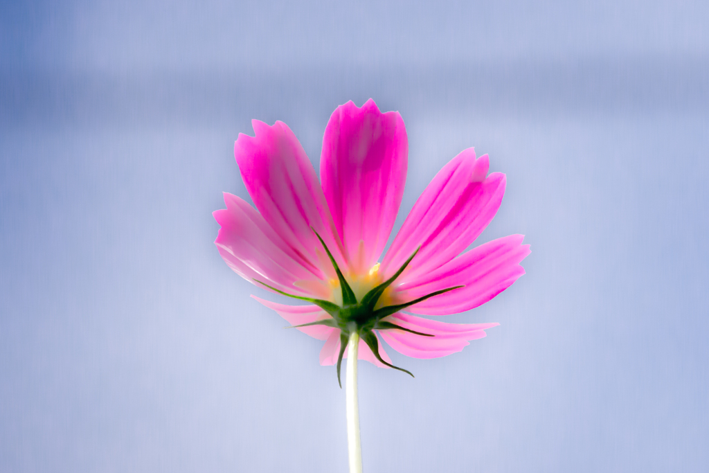 花と青空：1