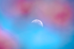 梅花と月