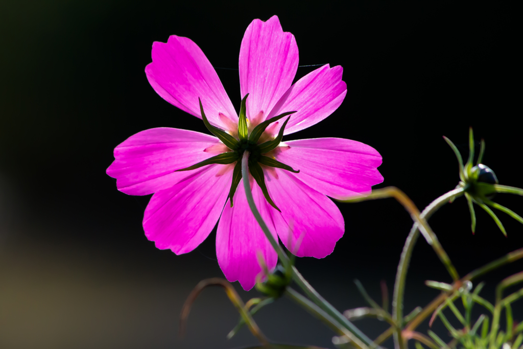 花：12