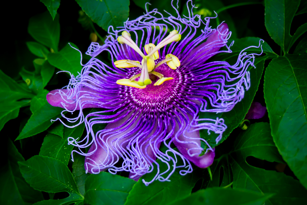 花：14