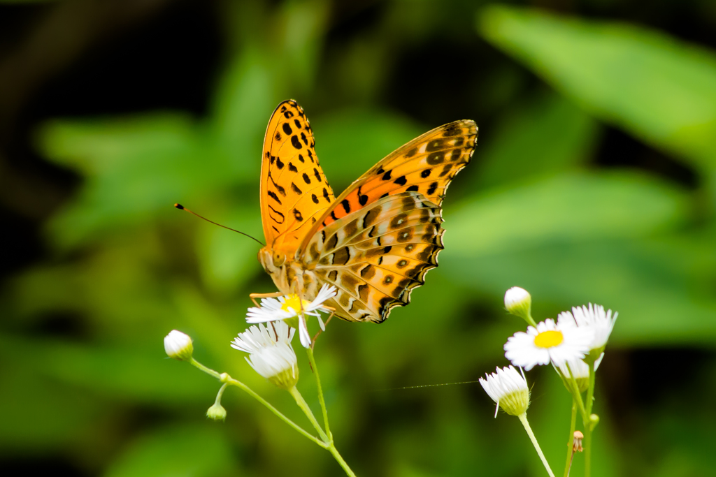 IMGP-9791：ヒョウモンチョウ