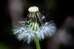 花：IMGP8136
