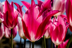 花：10（輝く）