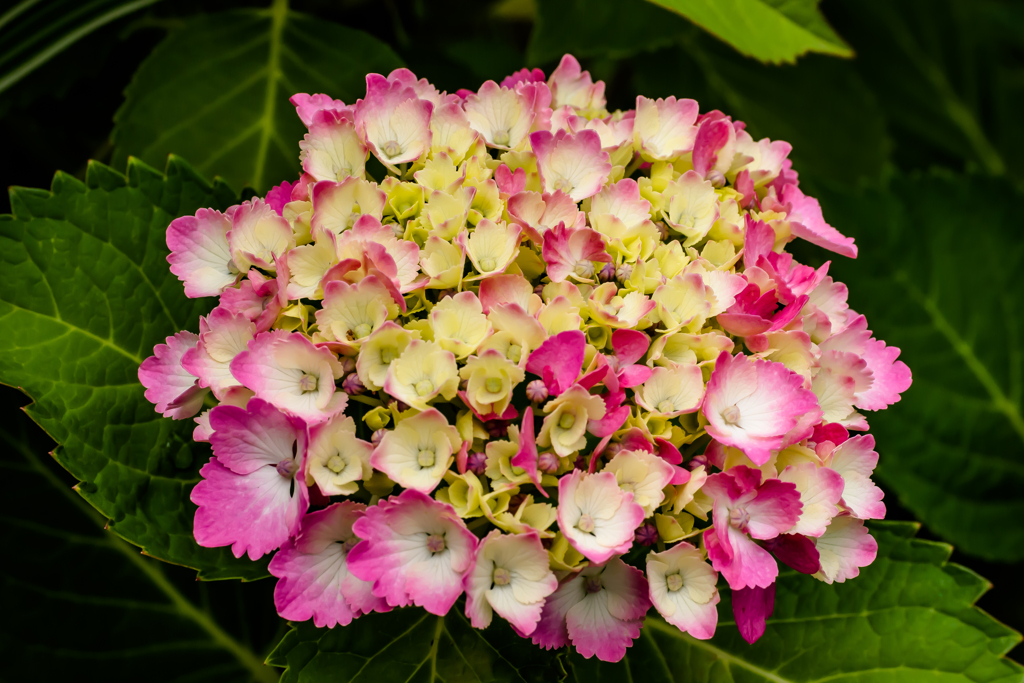 IMGP-9128：紫陽花