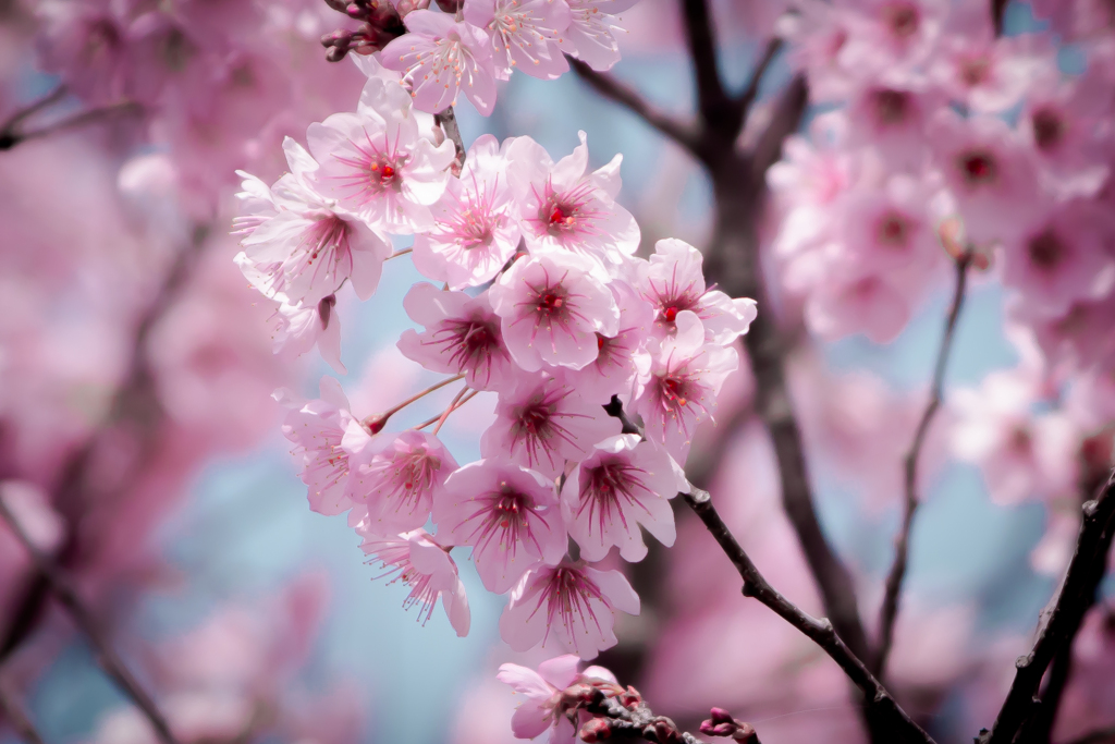 春の花_0321W
