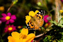 蝶と花：9