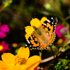 蝶と花：9