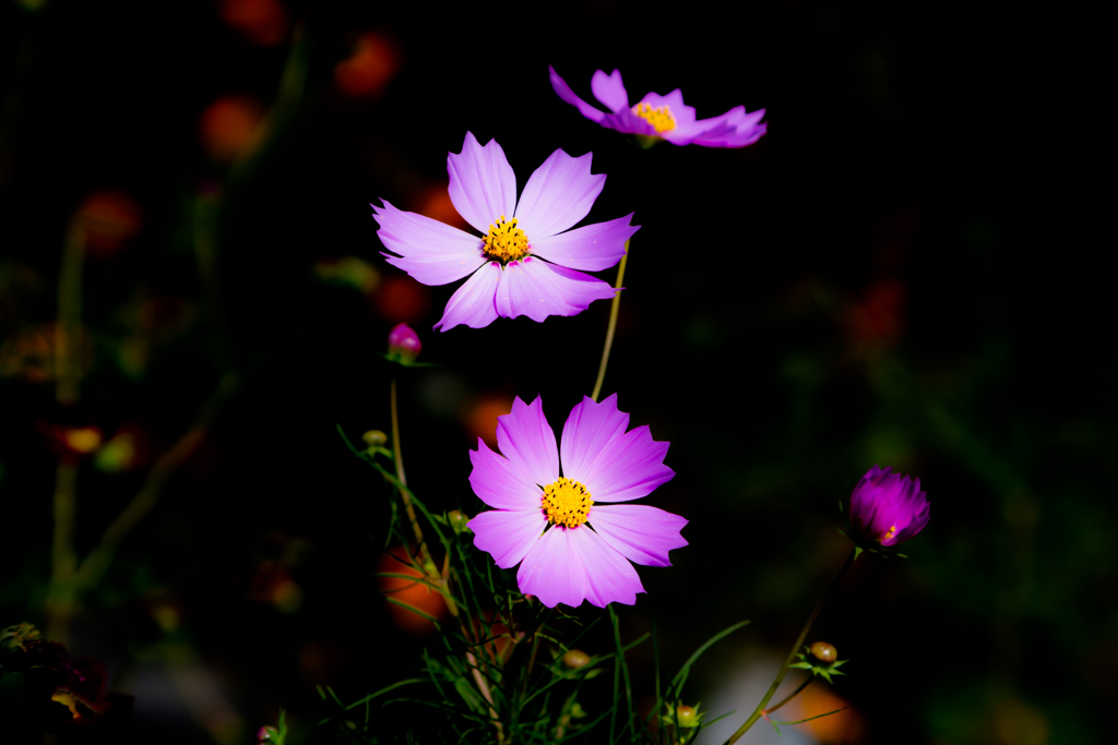 花：15