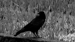 IMG_2784