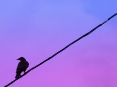 IMG_2781