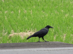 IMG_2692