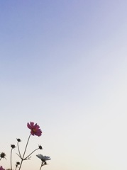 夕焼けの秋桜