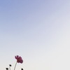 夕焼けの秋桜
