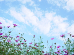 秋空桜