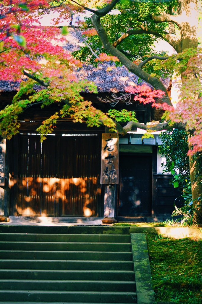 色づきはじめた鎌倉〜円覚寺〜