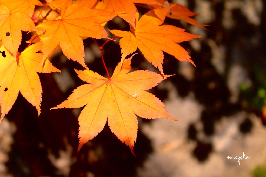 最後の紅葉