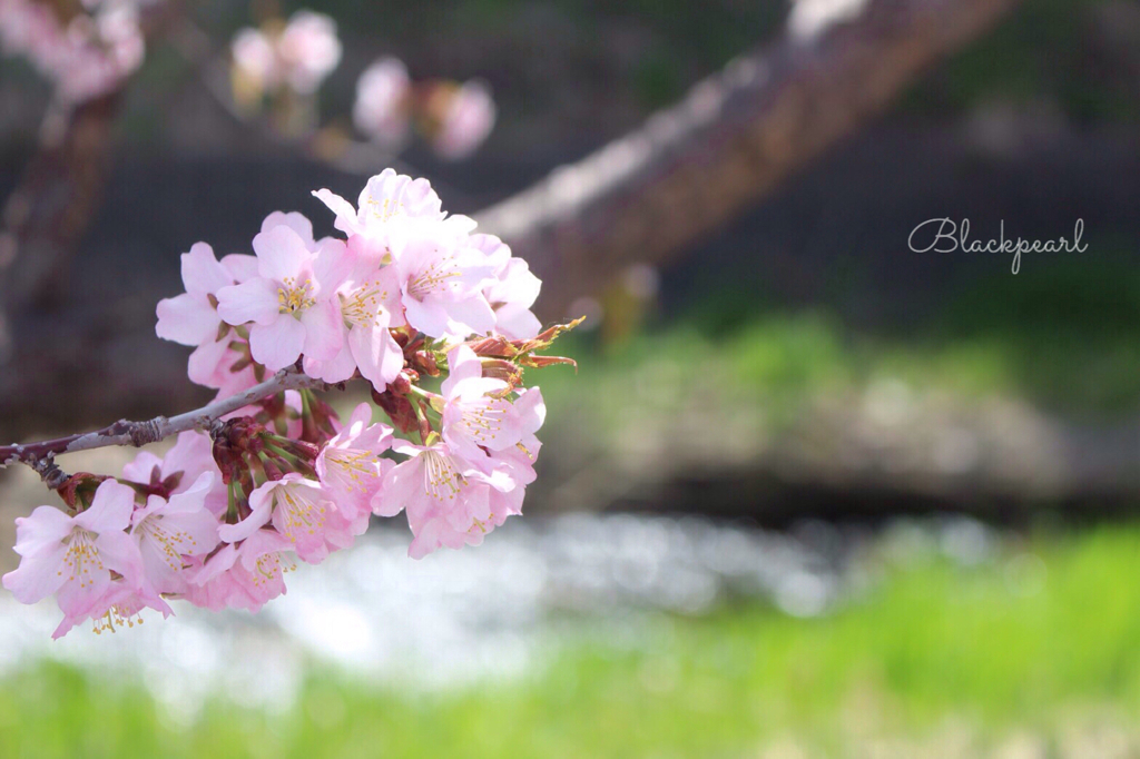 千島桜満開