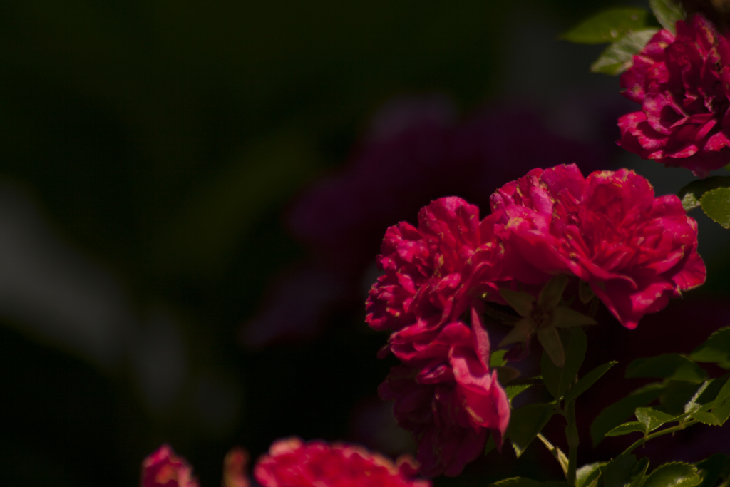 薔薇