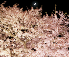 月　桜