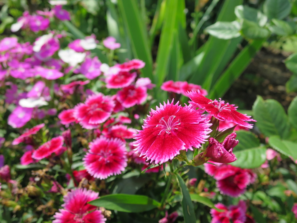 なでしこの花
