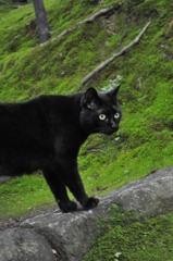 BLACK CAT