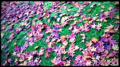 紅葉絨毯