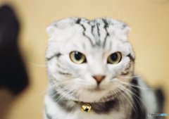 薄い。。。