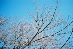 やはり、フィルムラブ。