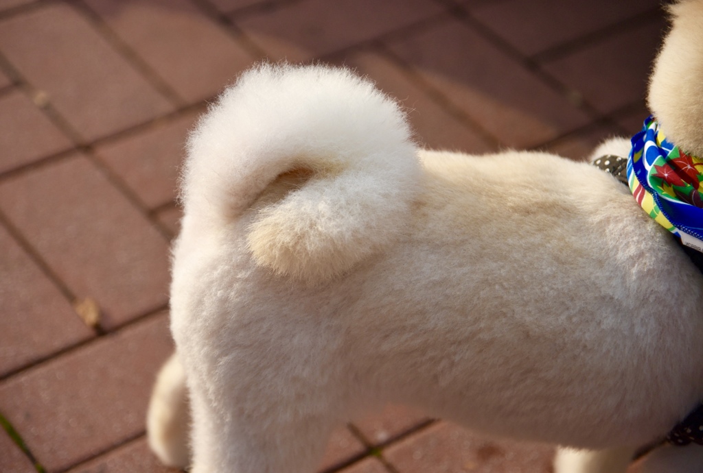 DOG