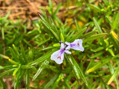 我が家のローズマリーが咲きました。