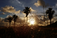 From the shade of grass