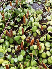 マメシダの胞子葉