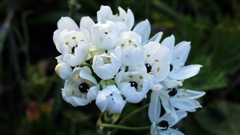 クロホシオオアマナ.1