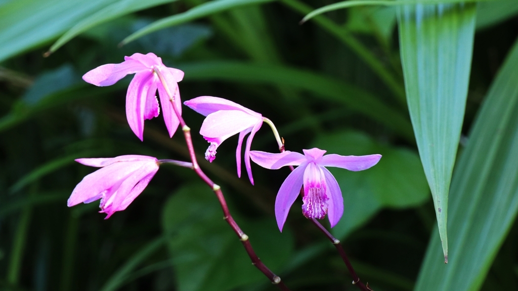 玄関先の見納め紫蘭