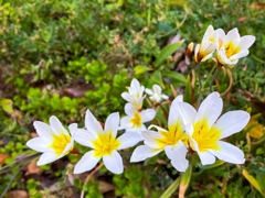 スイセンアヤメ咲いた