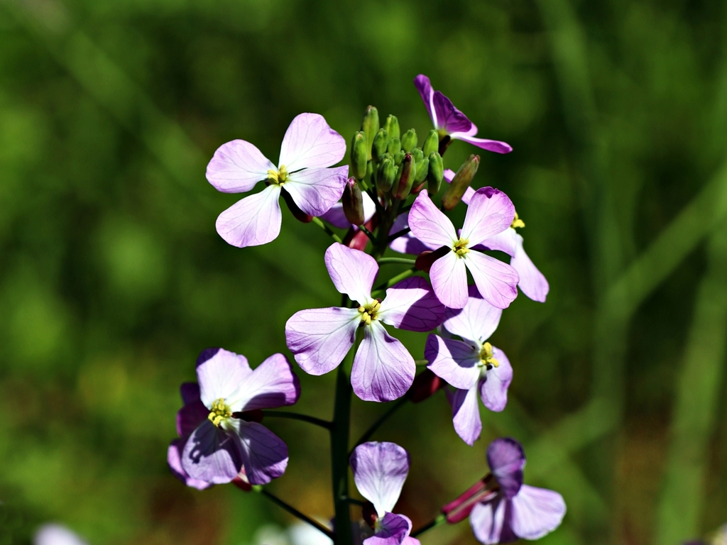 ムラサキハナナ