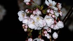 雨粒をまとった桜