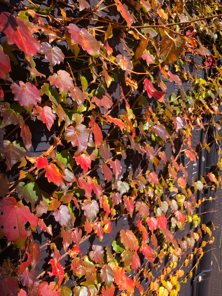 これも紅葉