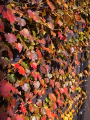 これも紅葉