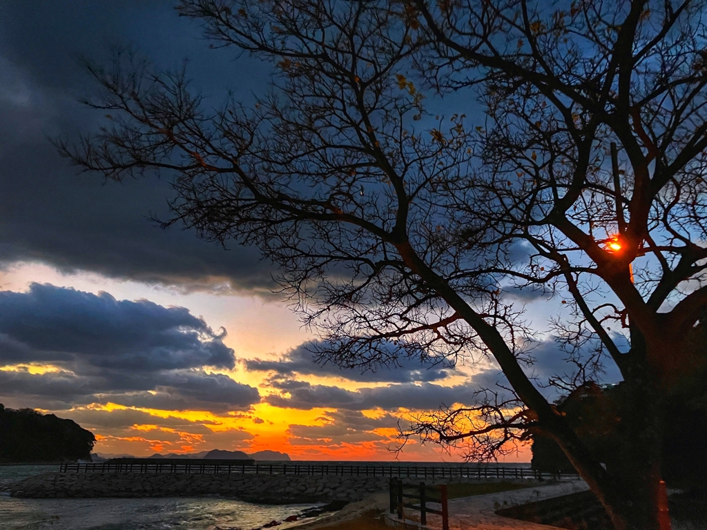 葉が殆ど落ちました。