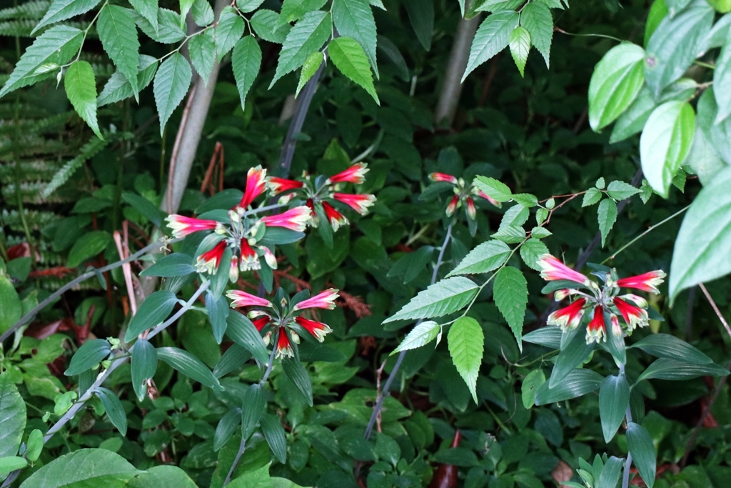 原種のアストロメリア