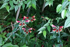 原種のアストロメリア