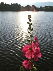 透過光を浴びたタチアオイ