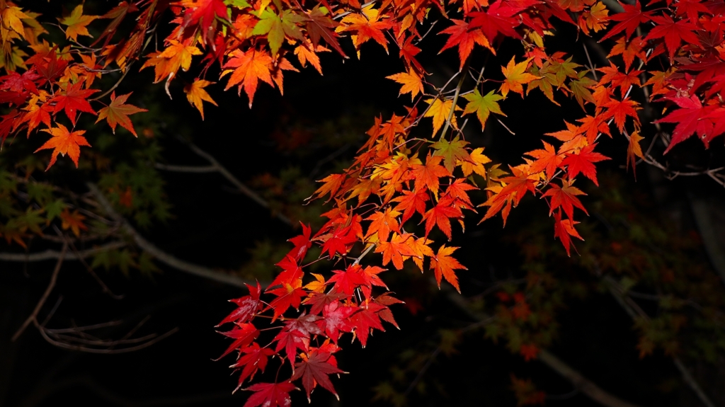 夜紅葉.3