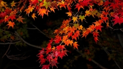 夜紅葉.3